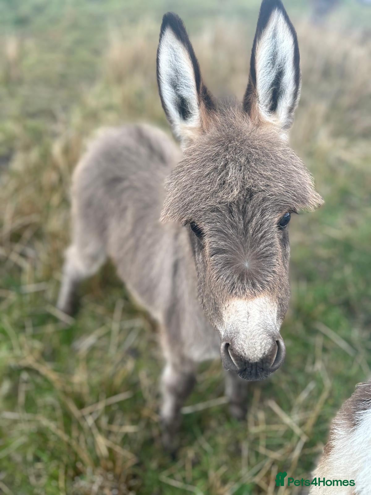 Miniature horses Miniature Mediterranean Donkey foals - Advert 2