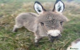 Miniature horses for sale: Miniature Mediterranean Donkey foals - Image 1