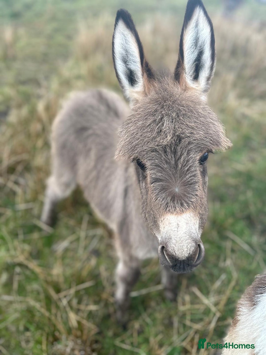 Miniature horses for sale: Miniature Mediterranean Donkey foals - Image 1
