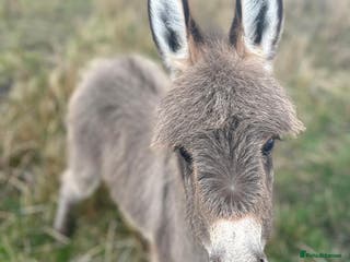 Miniature horses Miniature Mediterranean Donkey foals - Advert 9