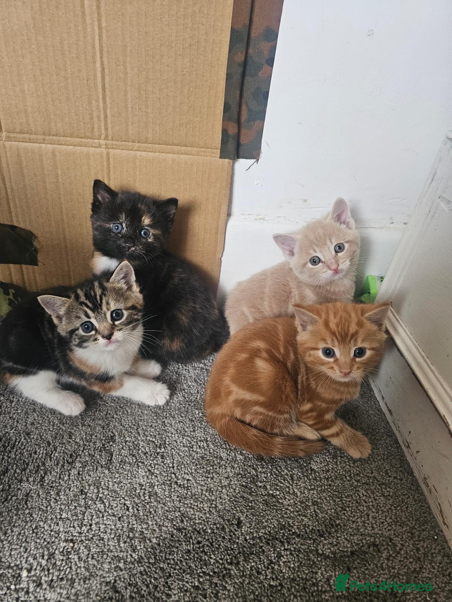 Mixed Breed cats Stunning long hair kittens, rare coat colours 😽  - Advert 1