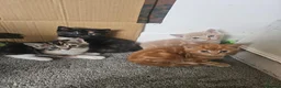 Mixed Breed cats for sale: Stunning long hair kittens, rare coat colours 😽  - Advert 1