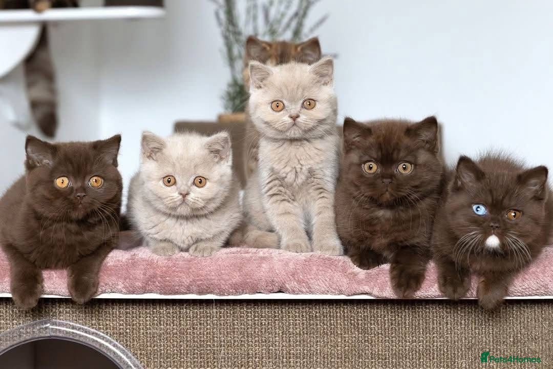 British Shorthair cats Gorgeous BSH babies looking for their forever home - Advert 2