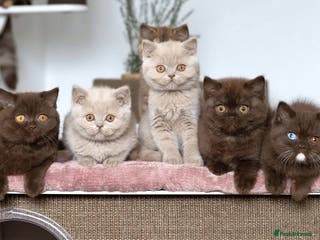 British Shorthair cats Gorgeous BSH babies looking for their forever home - Advert 3