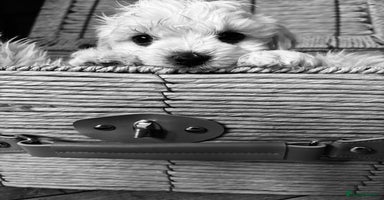 Maltese dogs - Advert 7