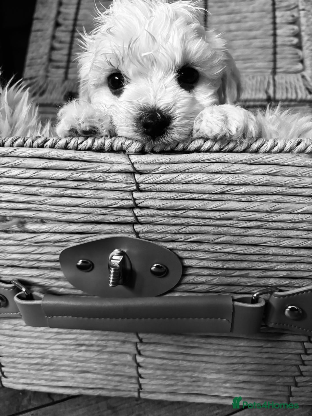 Maltese dogs for sale: Tiny Kc registered boys only  🩷💙💙 - Image 2