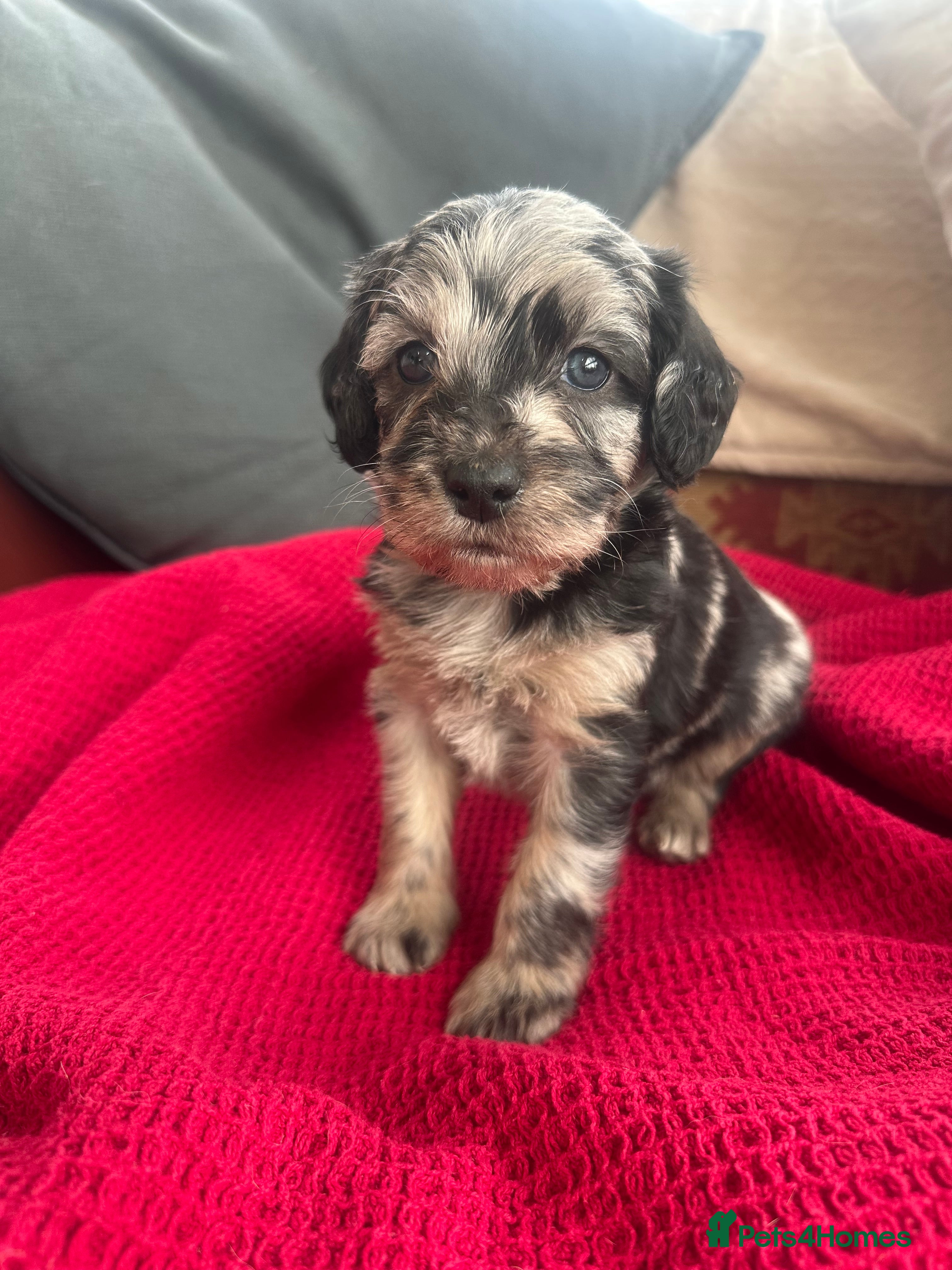 Mixed Breed dogs Cavapoo Beagle x Miniature Poodle  - Advert 14