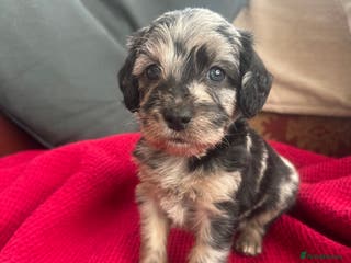 Mixed Breed dogs Cavapoo Beagle x Miniature Poodle - Advert 2