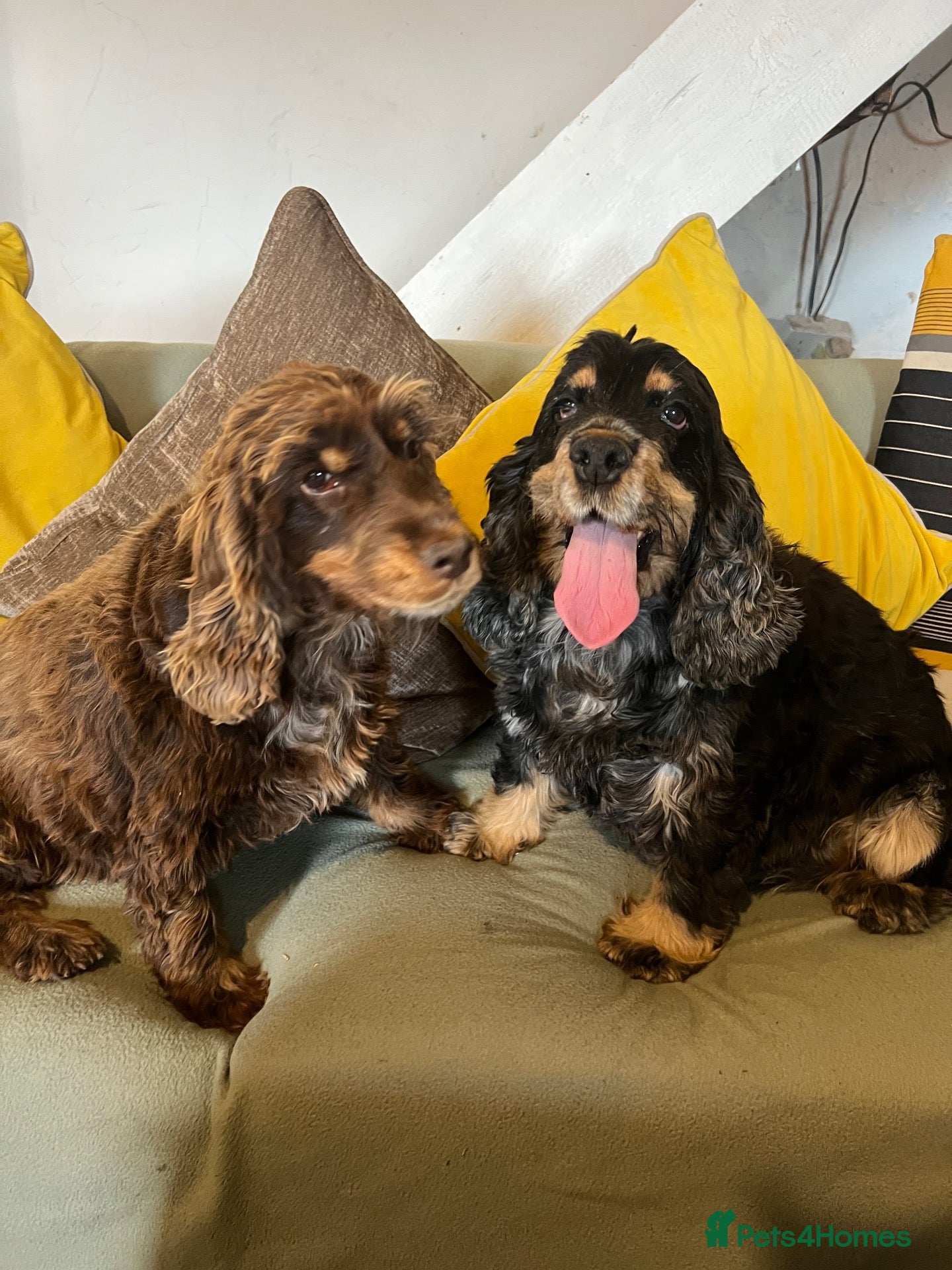 Cocker Spaniel dogs 2 Show Type Cocker Spaniels female - Advert 17