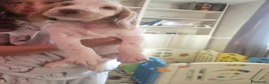 Cocker Spaniel 3