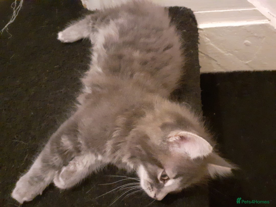 Mixed Breed cats for sale: 1 beautiful tabby boy and 1 grey short-haired boy - Advert 10