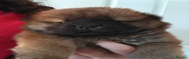 Chow Chow 6