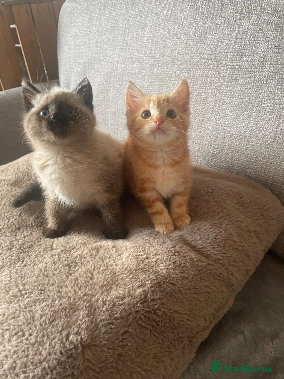 Mixed Breed cats for sale: Two kittens looking for their forever families  in Glasgow - Advert 1