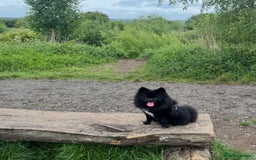 Pomeranian dogs for stud: Meet Badger – Premium Black Pomeranian Stud - Image 2