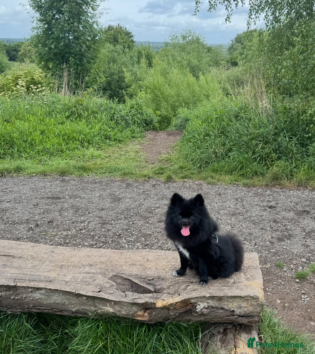 Pomeranian dogs for stud: Meet Badger – Premium Black Pomeranian Stud - Image 2