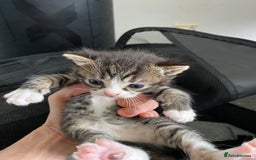 Ragdoll cats for sale: Ragdoll mix  - Image 2