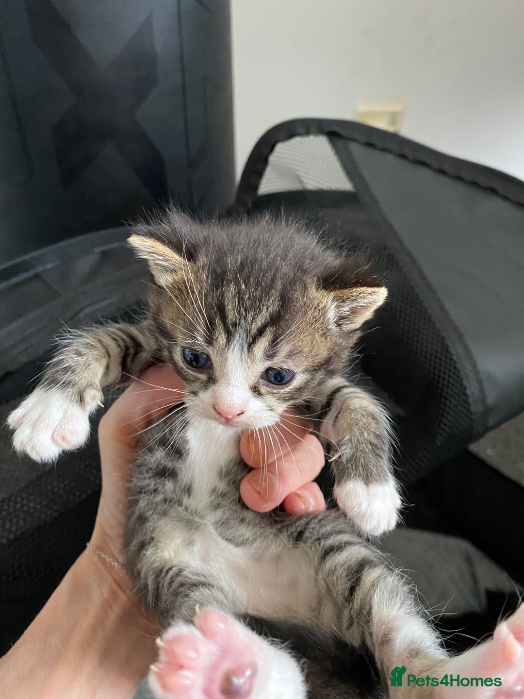 Ragdoll cats for sale: Ragdoll mix  - Image 2