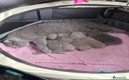 British Shorthair cats for sale: GCCF British Shorthair Kittens Champion - Image 14