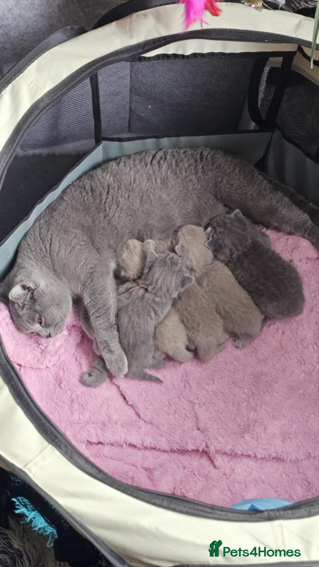 British Shorthair cats for sale: GCCF British Shorthair Kittens Champion - Image 14