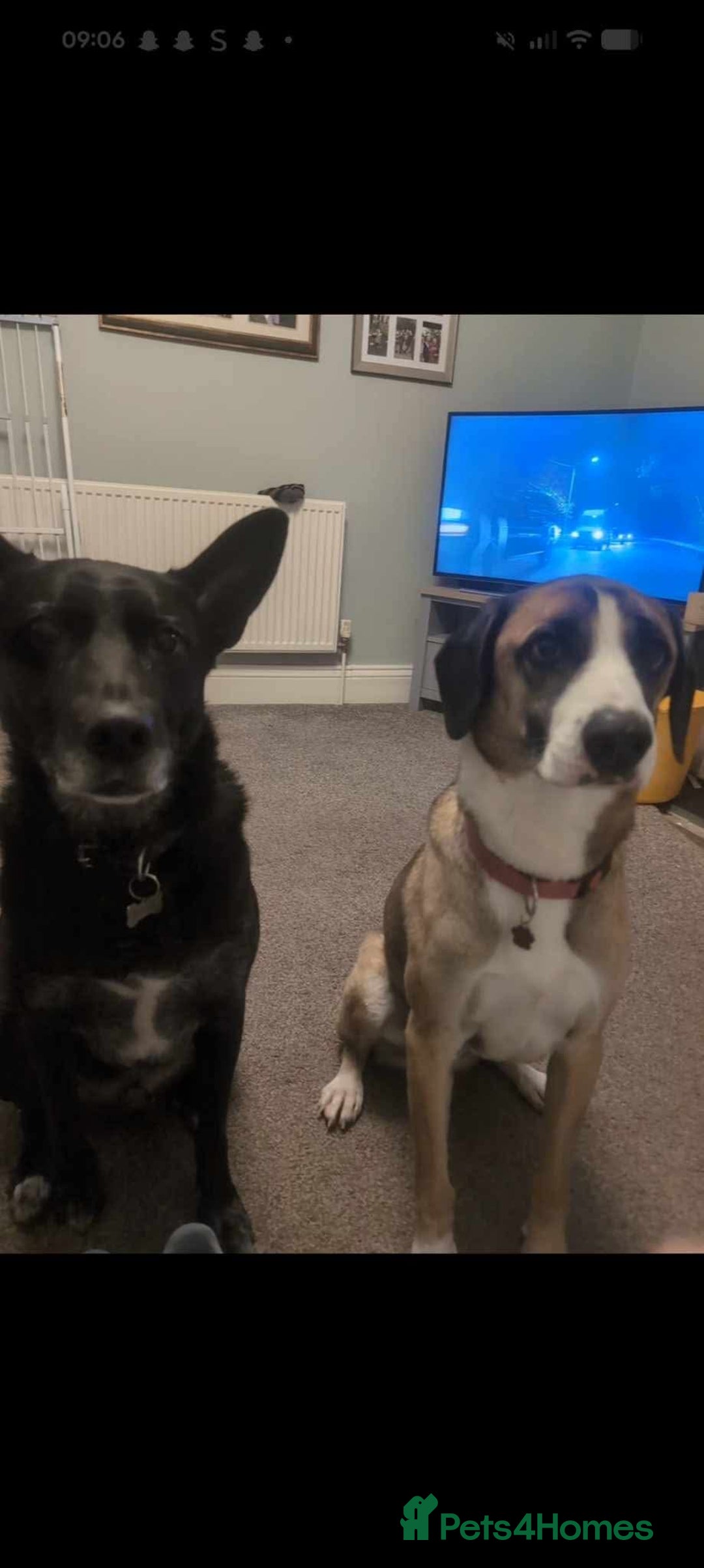 Mixed Breed dogs for adoption: Umber is searching for his family  - Advert 4