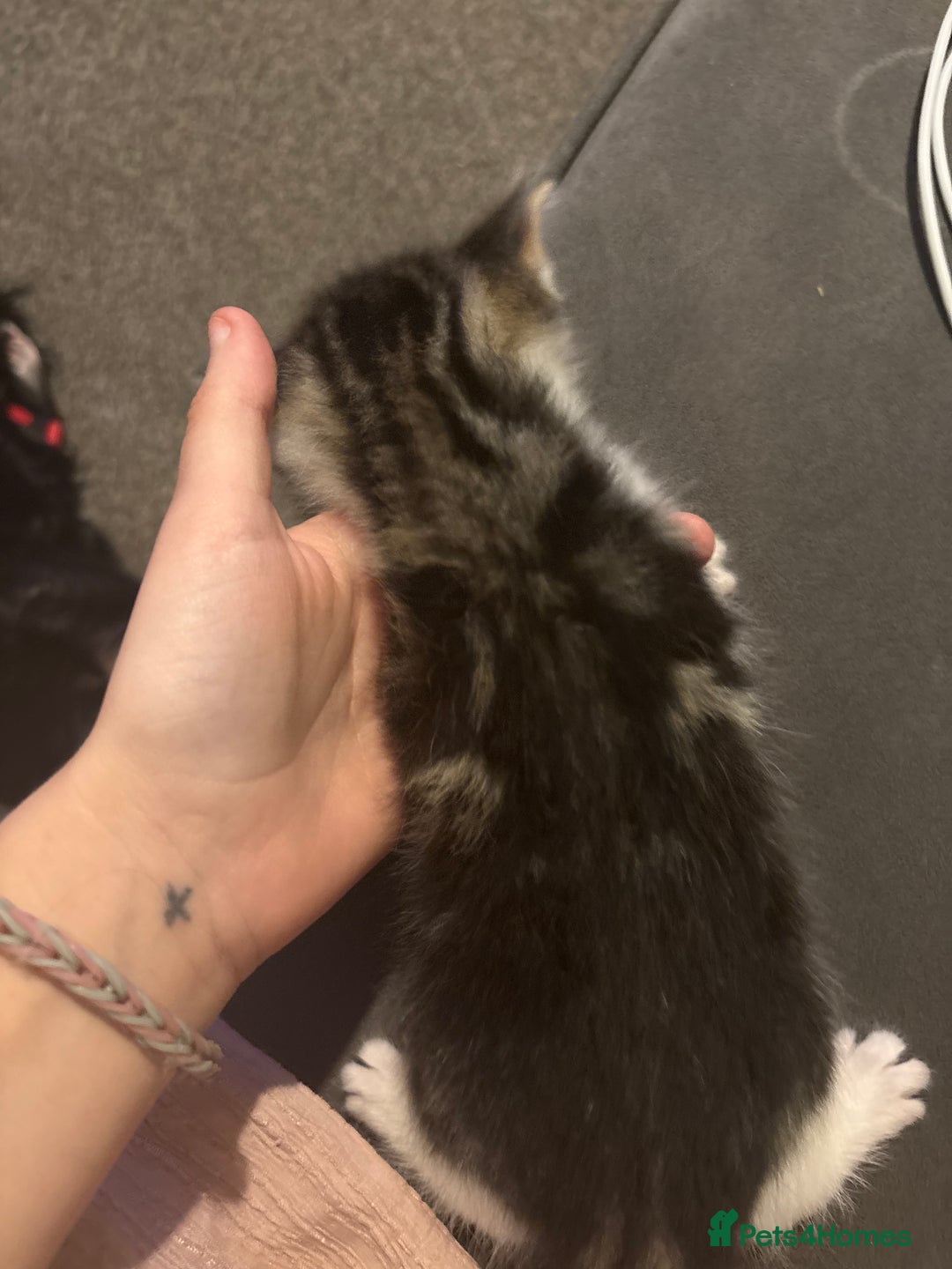 Siberian cats for sale: Siberian boy - Advert 2