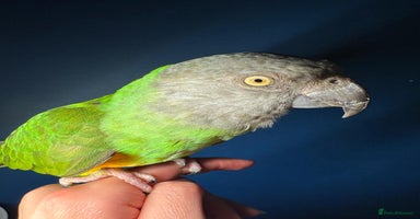 Parrots birds - Advert 6