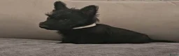 Scottish Terrier dogs for sale: Scottish terrier boy - Advert 5