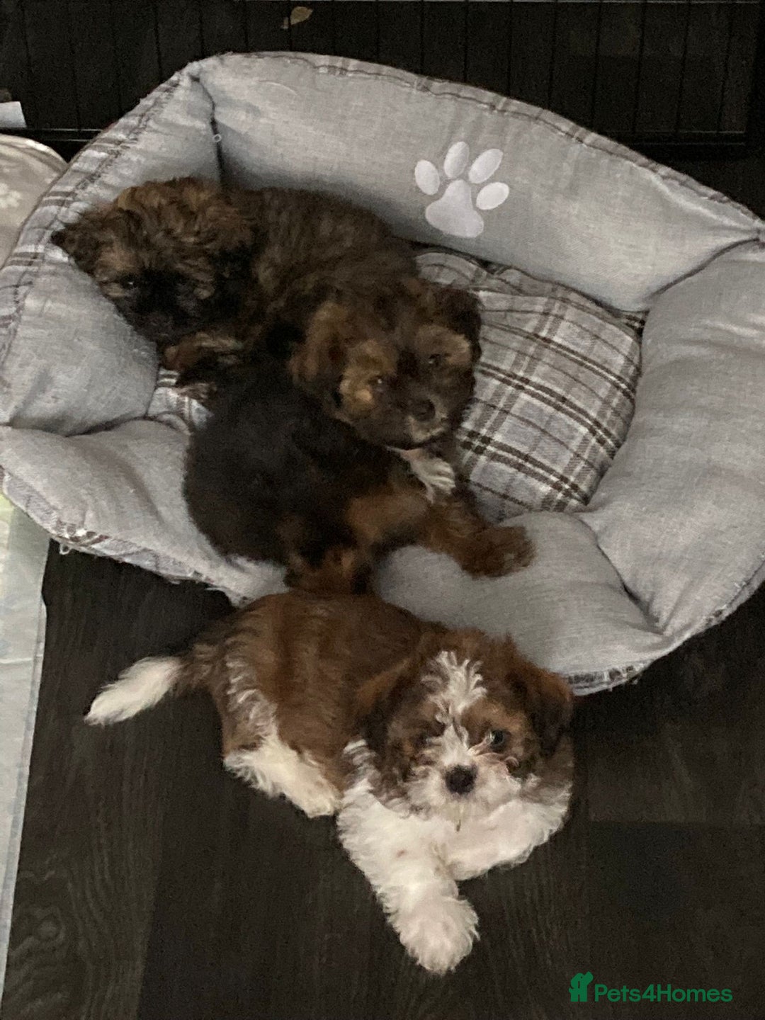 Shih Tzu dogs for stud: Kc Registered Shih Tzu for stud in Bournemouth - Advert 20