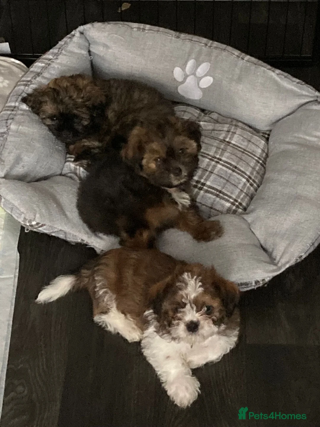 Shih Tzu dogs for stud: Kc Registered Shih Tzu for stud in Bournemouth - Advert 23