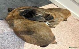 Shih Tzu dogs for sale: Shih Tzu Puppies Litter of 3 - Image 11