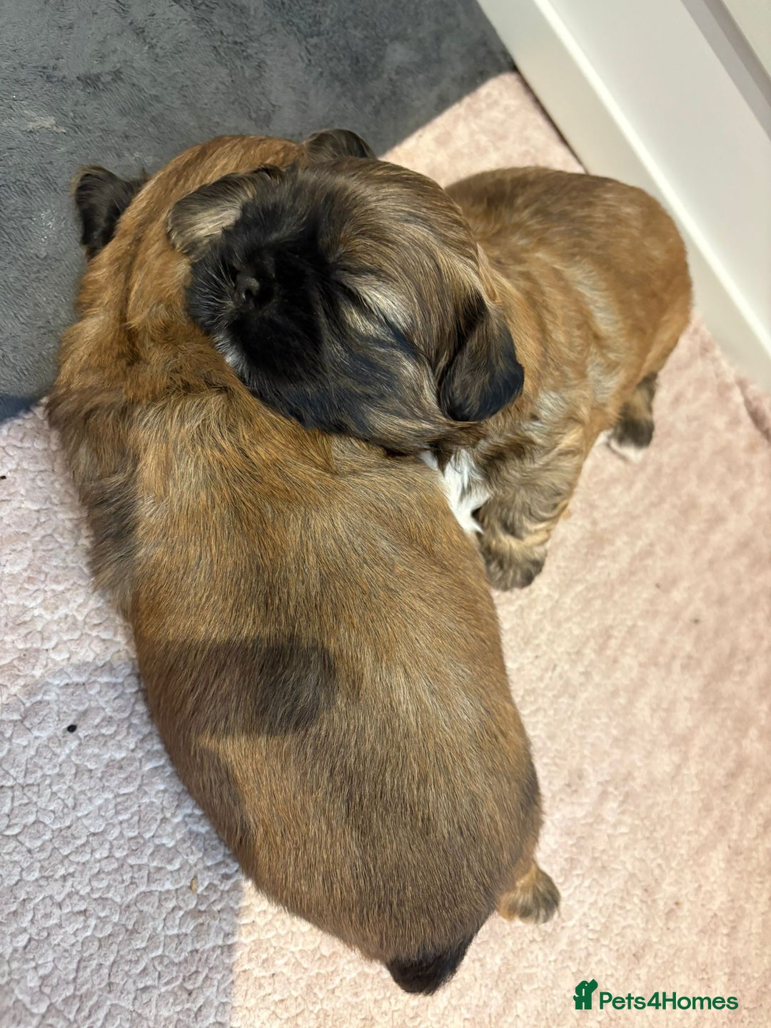 Shih Tzu dogs for sale: Shih Tzu Puppies Litter of 3 - Image 11