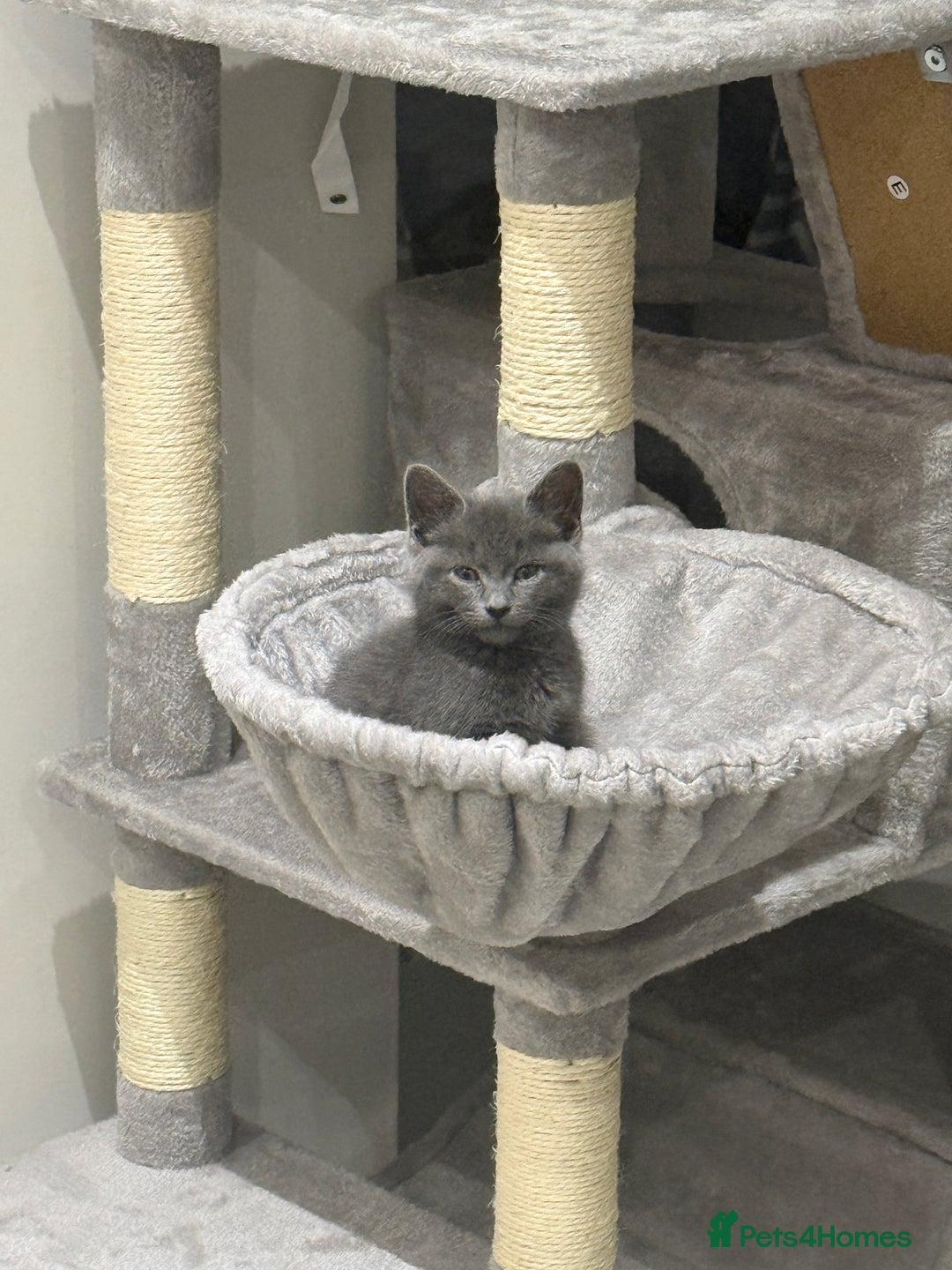 Russian Blue cats for sale: Affectionate Russian Blue kitten  - Advert 3