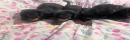 Jackshund dogs for sale: Jackhund puppies  - Advert 7