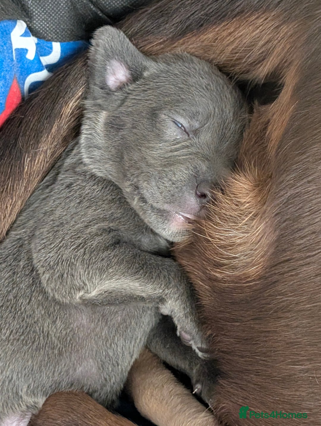 Mixed Breed dogs for sale: F1 MASTADOR PUPPIES FOR SALE  - Advert 13