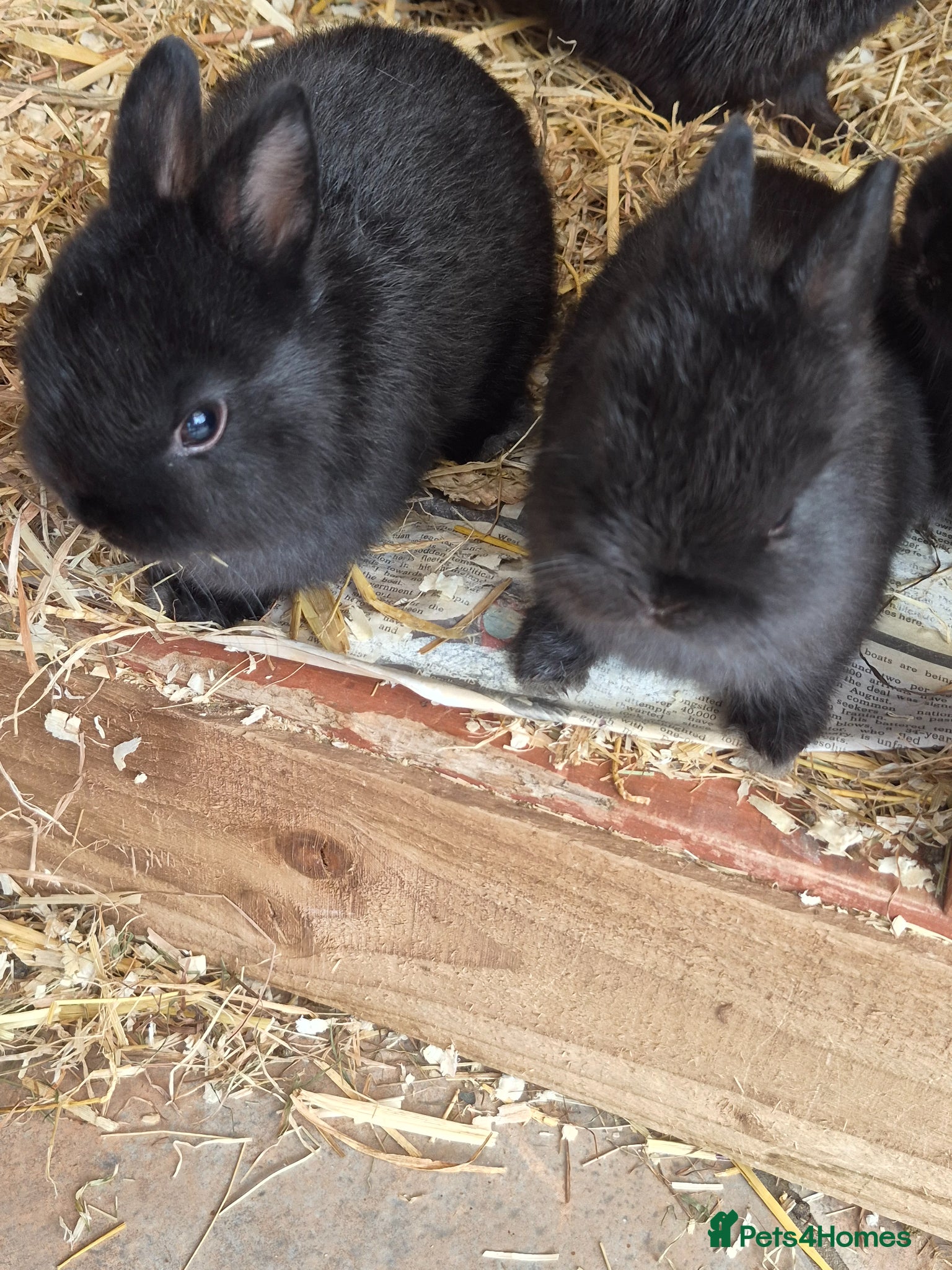 Netherland Dwarf rabbits Linda Timoney - Advert 20