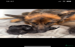 German Shepherd dogs for sale: Last gorgeous boy ready now  - Image 2