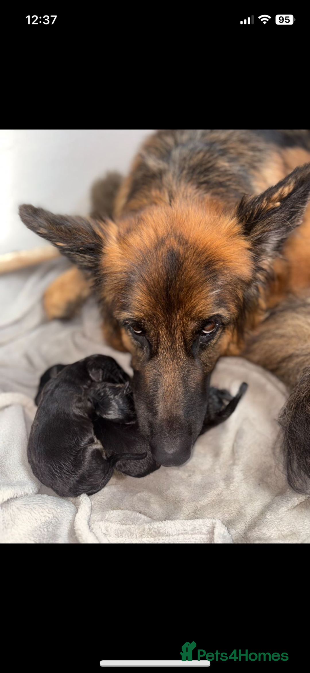 German Shepherd dogs for sale: Last gorgeous boy ready now  - Image 2