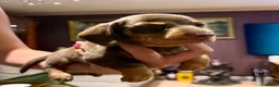 Miniature Dachshund dogs for sale: Superb Quality babies in Sleaford - Advert 15