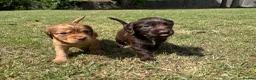 Sprocker dogs for sale: Sprocker puppies in Sandy - Advert 5