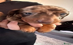 Dachshund dogs for sale: Beautiful Dachshund Puppies  - Image 14