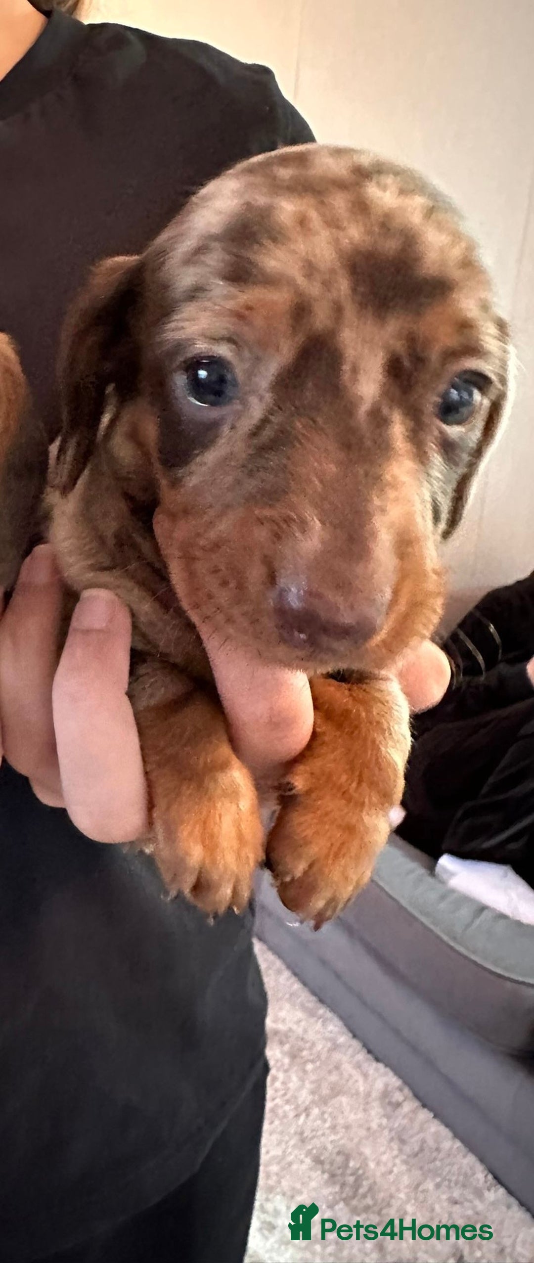 Dachshund dogs for sale: Beautiful Dachshund Puppies  - Image 14