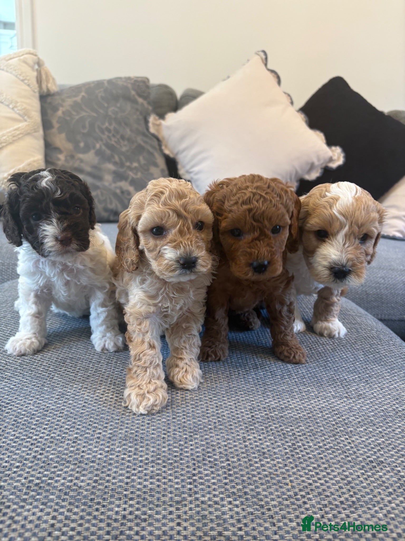 Cavapoo dogs F1B CAVAPOO PUPPIES - Advert 2