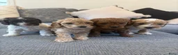 Cavapoo dogs for sale: F1B CAVAPOO PUPPIES - Advert 1