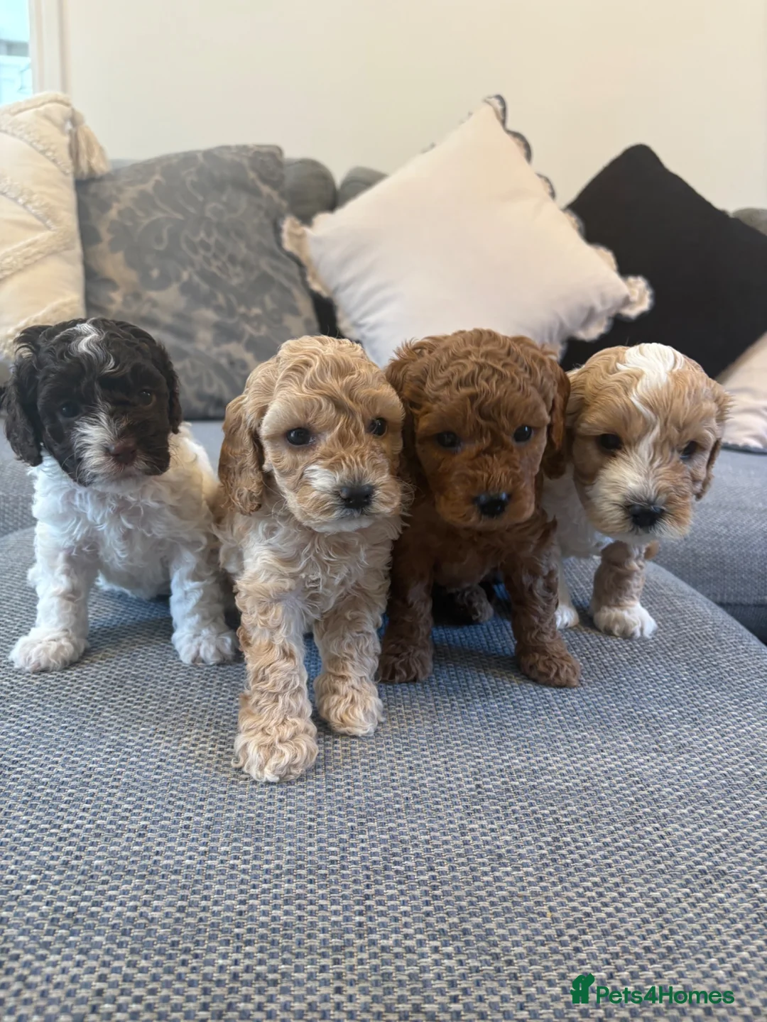 Cavapoo dogs for sale: F1B CAVAPOO PUPPIES - Advert 1