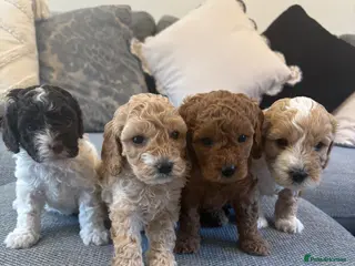 Cavapoo dogs F1B CAVAPOO PUPPIES - Advert 6