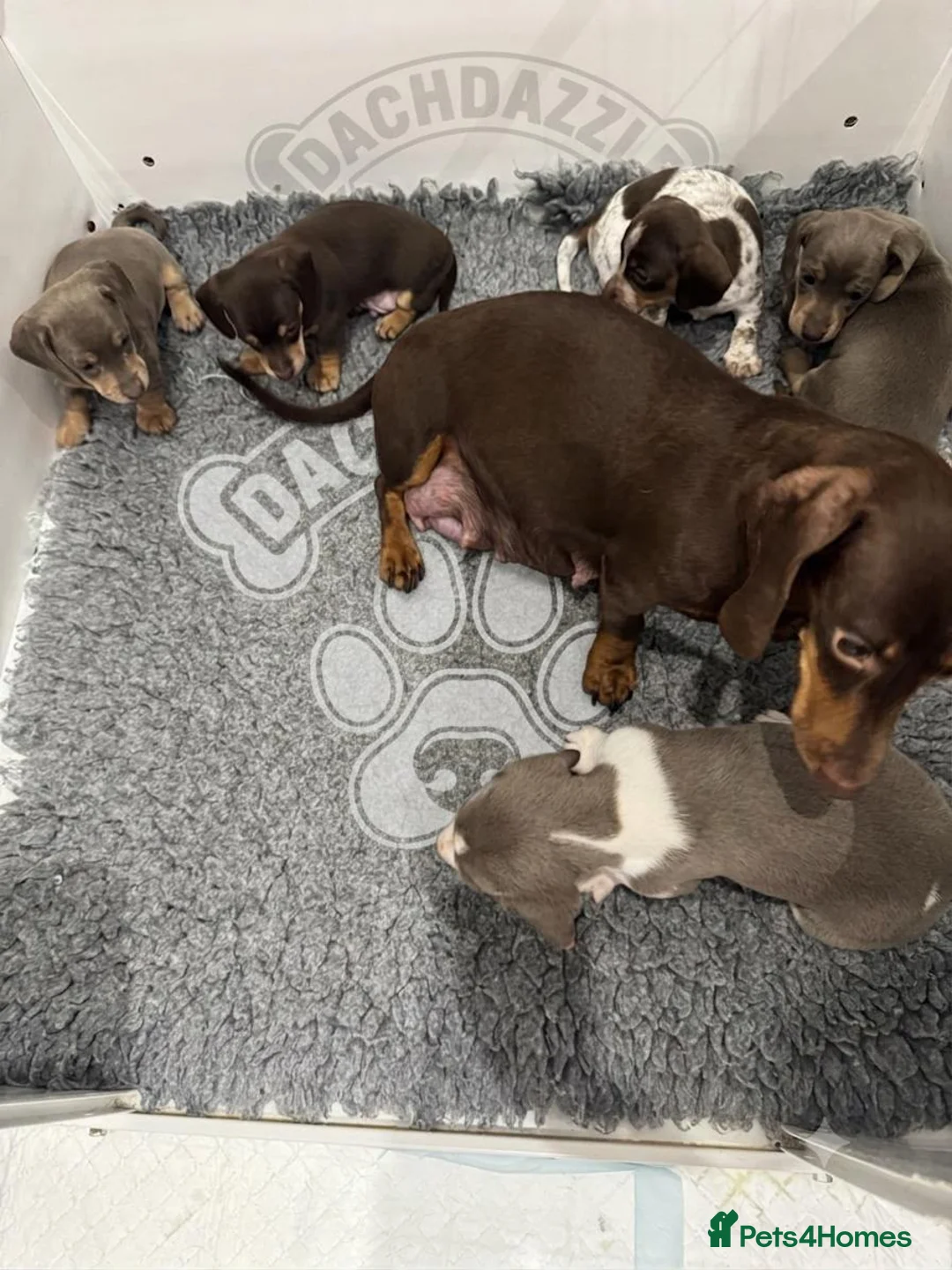 Miniature Dachshund dogs for sale: ADORABLE MINIATURE DACHSHUNDS PUPPIES FOR SALE in Crawley - Advert 1