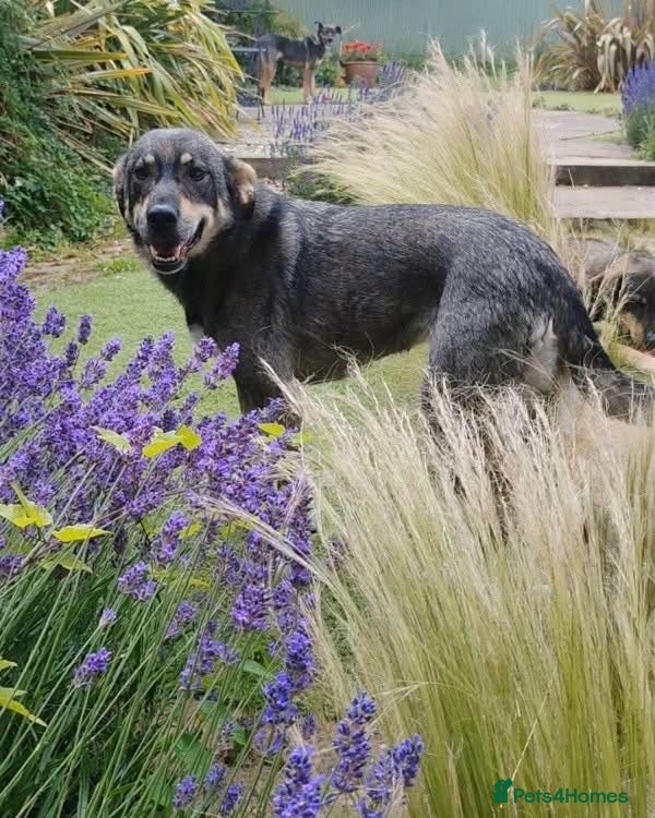 Mixed Breed dogs Loveable Gabby - Advert 20