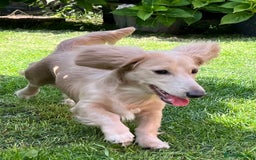 Miniature Dachshund dogs for stud: PROVEN CLEAR CREAM STUD BOY ❄️PRINCE ICE❄️ - Image 8