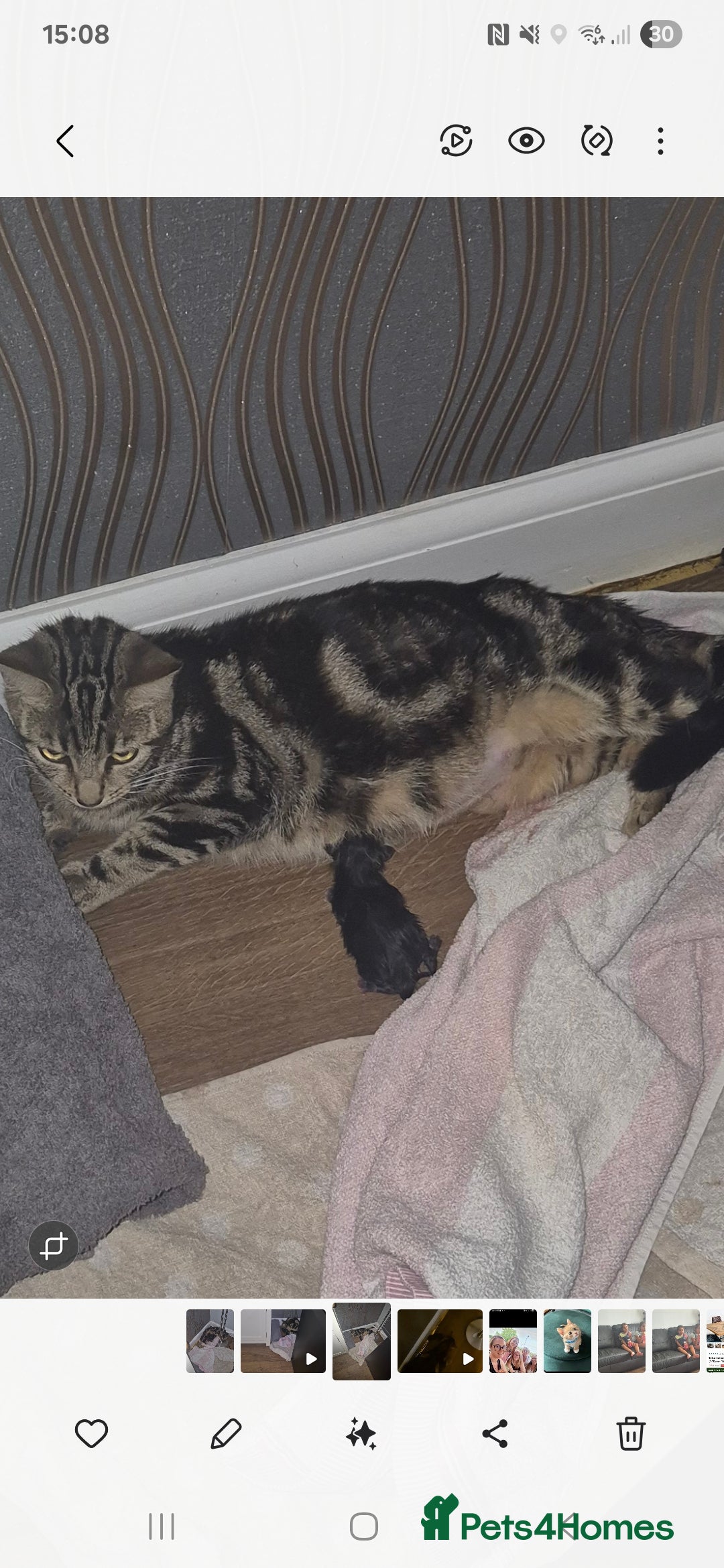 Mixed Breed cats for sale: Only 1 kitten remaining  - Image 2