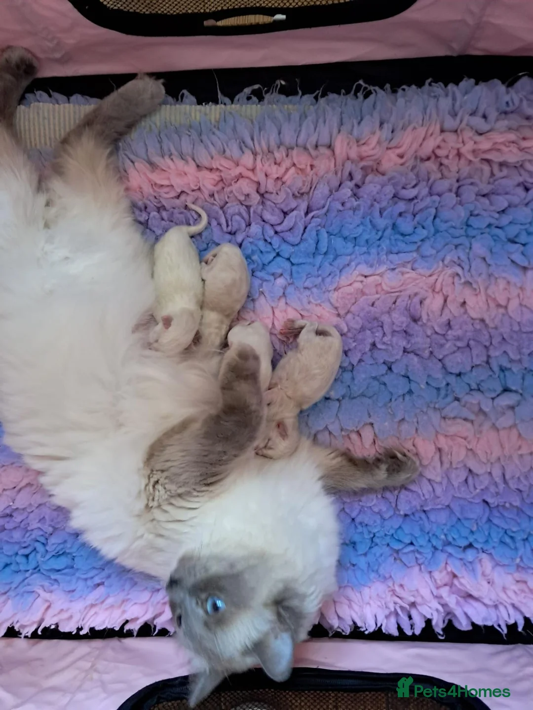 Ragdoll cats for sale: Beautiful GCCF registered Ragdoll kittens  - Advert 2